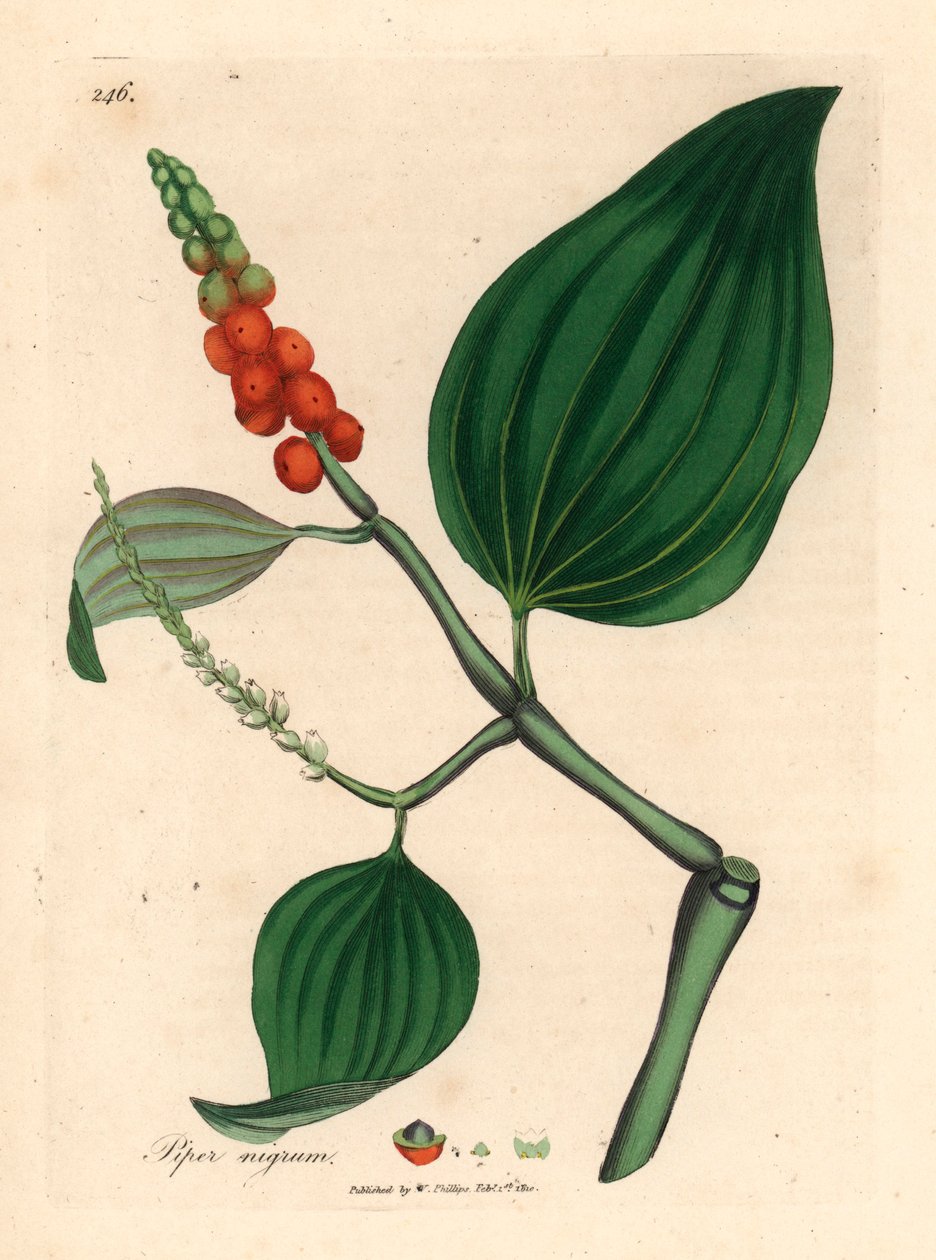 Pieprz czarny, Piper nigrum, z ilustracji botanicznej autorstwa Jamesa Sowerby