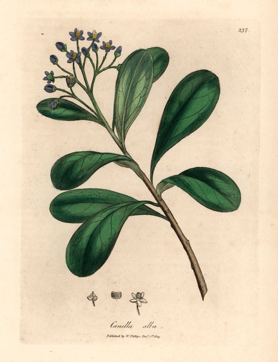 Canella o niebieskich kwiatach, liściach laurowych, Canella alba, Canella winterana, z botanicznej ilustracji autorstwa Jamesa Sowerby