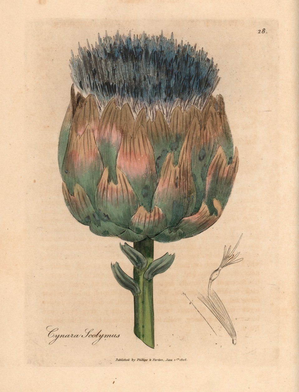 Karczoch o niebieskich i fioletowych kwiatach, Cynara scolymus, z botanicznej ilustracji autorstwa Jamesa Sowerby