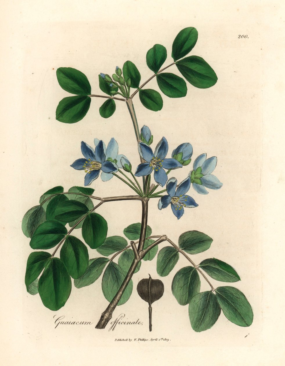 Guaiacum officinale o niebieskich kwiatach, z botanicznej ilustracji autorstwa Jamesa Sowerby