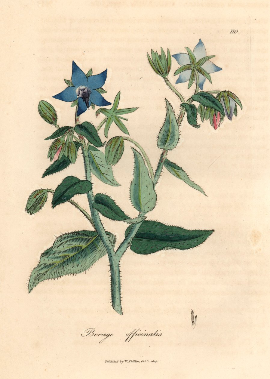 Borago officinalis o niebieskich kwiatach, z botanicznej ilustracji Jamesa Sowerby
