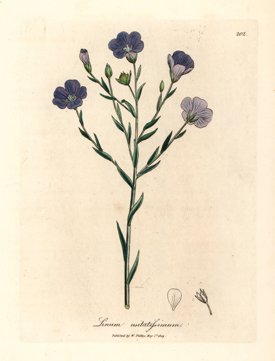 Len o niebieskich kwiatach, Linum usitatissimum, z botanicznej ilustracji Jamesa Sowerby