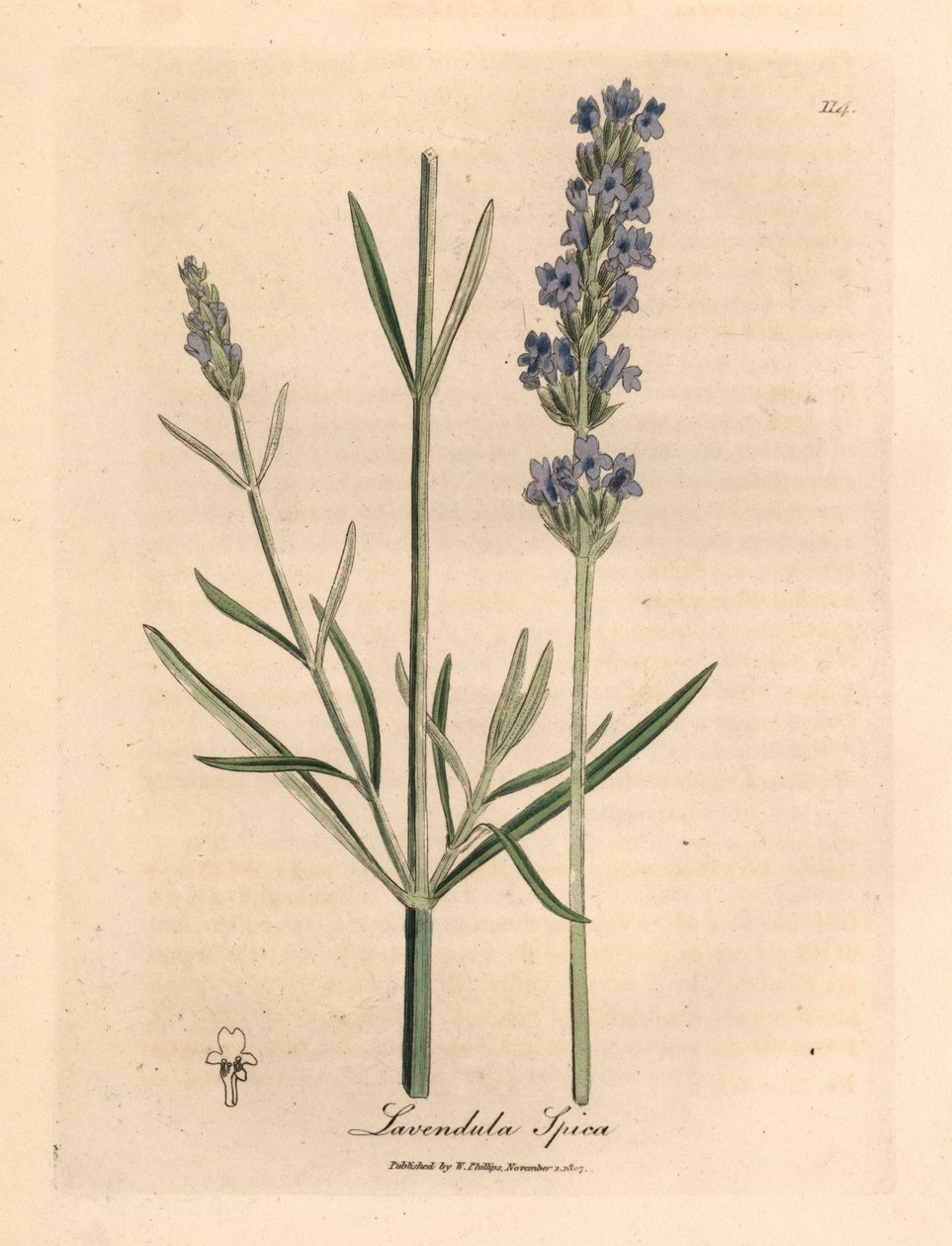 Lawenda o niebieskich kwiatach, Lavandula spica, z botanicznej ilustracji autorstwa Jamesa Sowerby