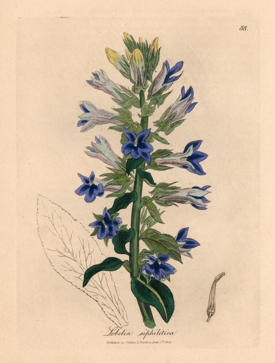 Lobelia o niebieskich kwiatach lub kwiat kardynalski, Lobelia siphilitica, z botanicznej ilustracji autorstwa Jamesa Sowerby