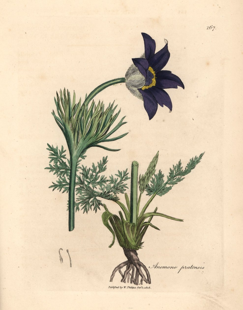 Zawilec łąkowy o niebieskich kwiatach lub sasanka, Anemone pratensis, z botanicznej ilustracji autorstwa Jamesa Sowerby