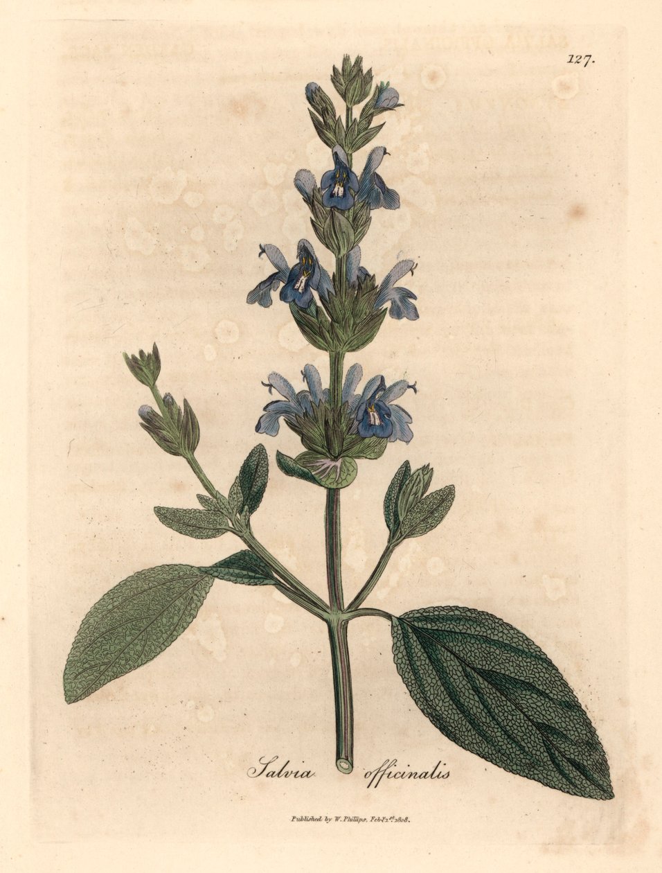 Szałwia o niebieskich kwiatach, Salvia officinalis, z botanicznej ilustracji autorstwa Jamesa Sowerby