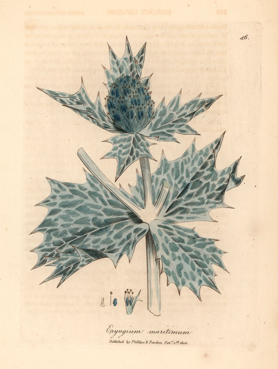 mikołajek morski lub mikołajek o niebieskich kwiatach, Eryngium maritinum, z botanicznej ilustracji autorstwa Jamesa Sowerby