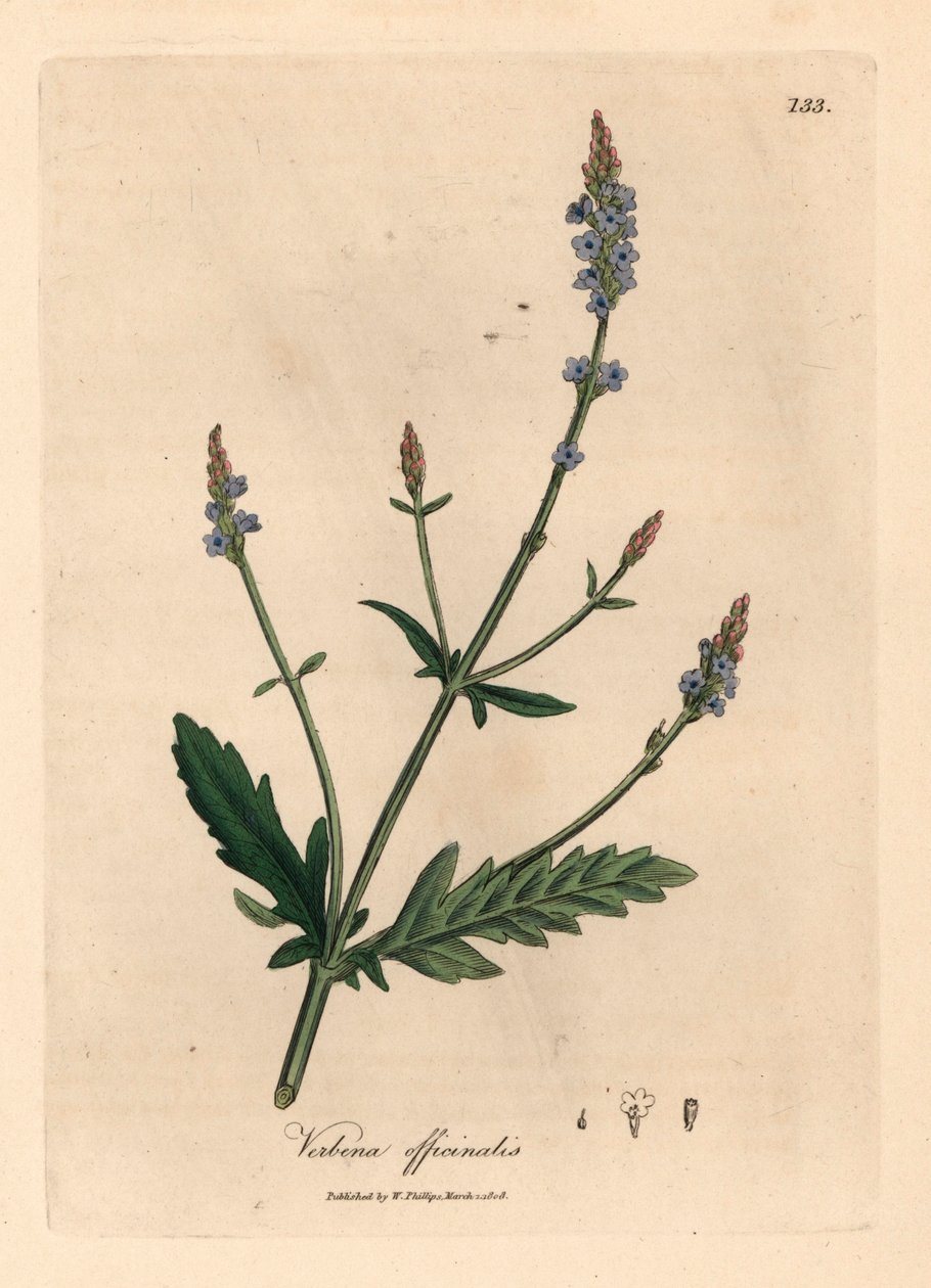 Werbena o niebieskich kwiatach, Verbena officinalis, z botanicznej ilustracji autorstwa Jamesa Sowerby