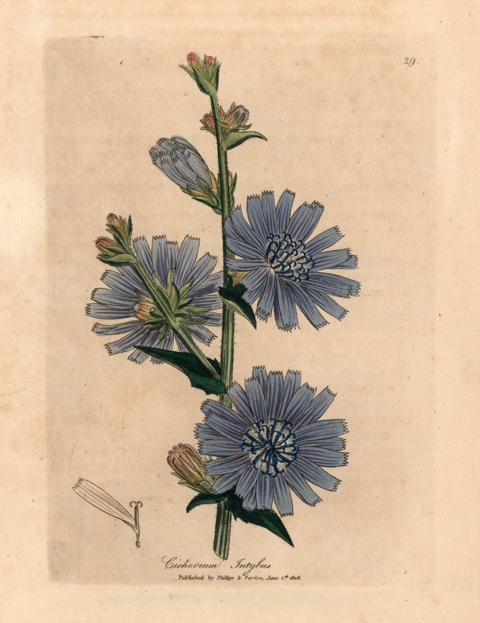 Dzika sukura lub cykoria o niebieskich kwiatach, Cichorium intybus, z botanicznej ilustracji autorstwa Jamesa Sowerby