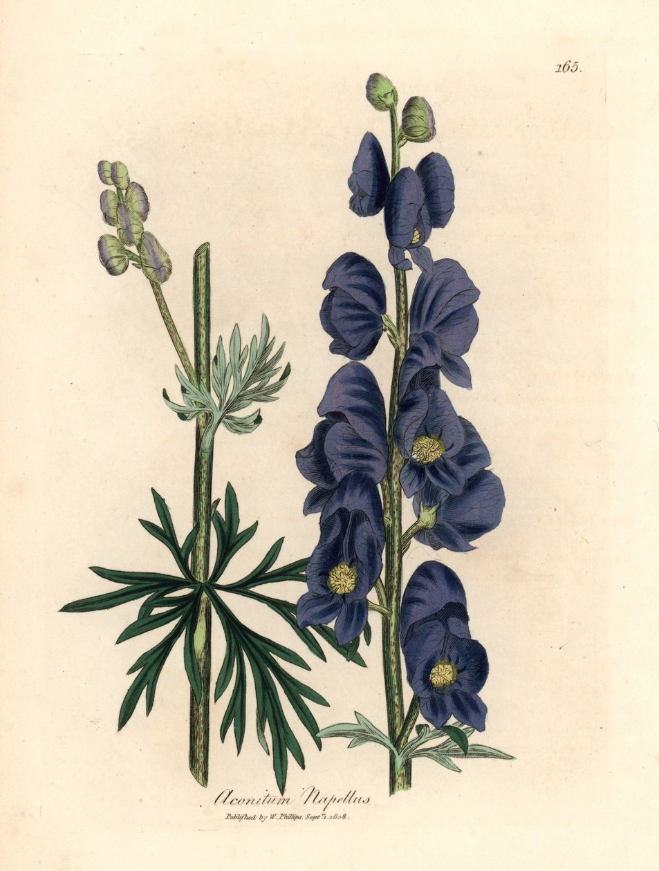 Zmora wilka w niebieskich kwiatach lub kaptur mnicha Aconitum napellus, z botanicznej ilustracji autorstwa Jamesa Sowerby