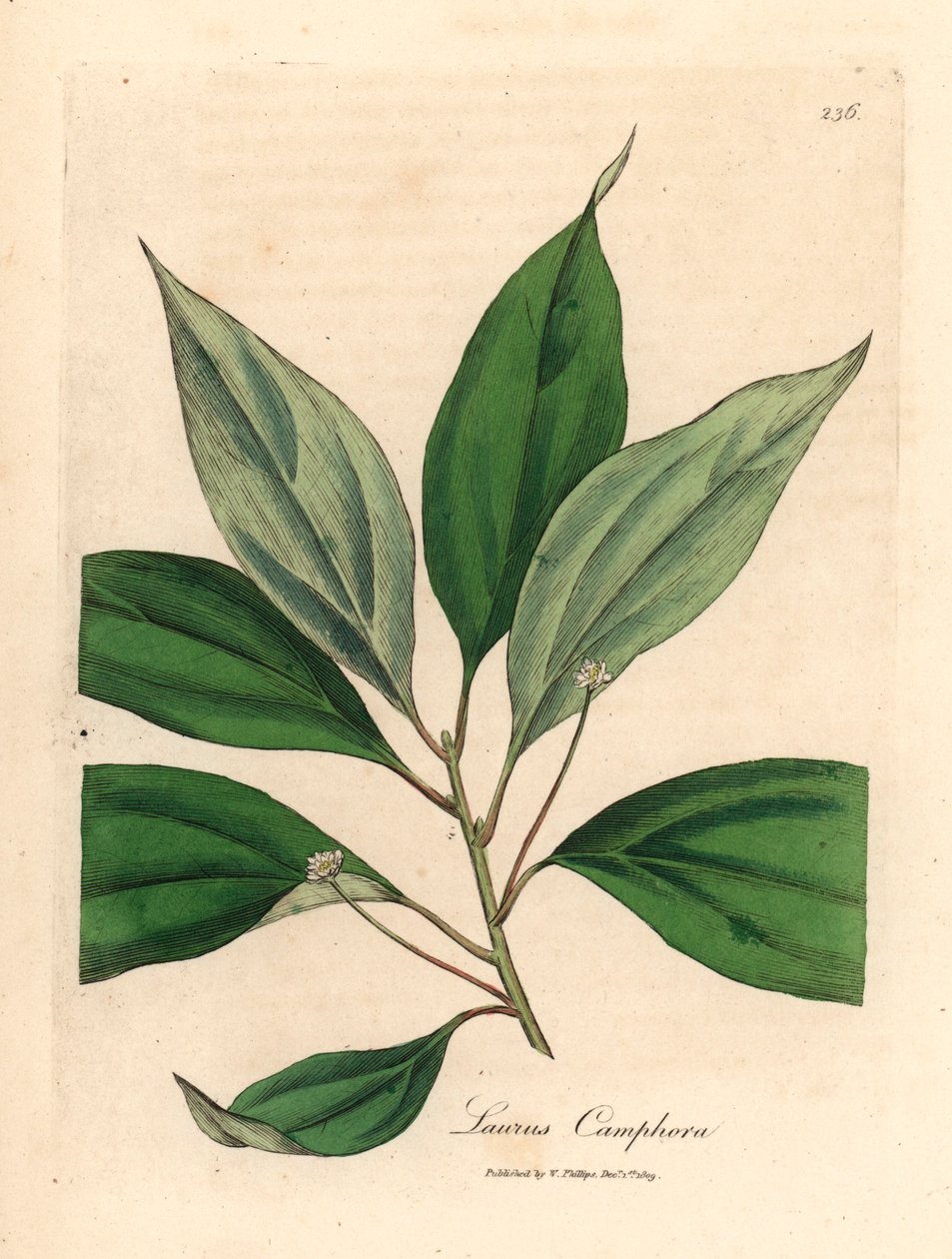 Drzewo kamforowe, Laurus camphora, z botanicznej ilustracji Jamesa Sowerby