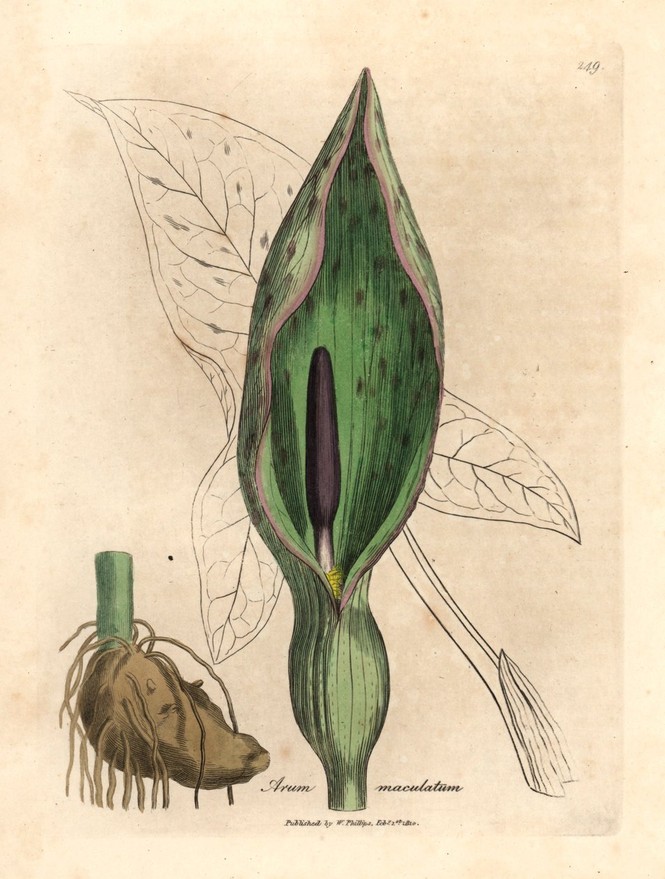Arum pospolity, Arum maculatum, z botanicznej ilustracji Jamesa Sowerby