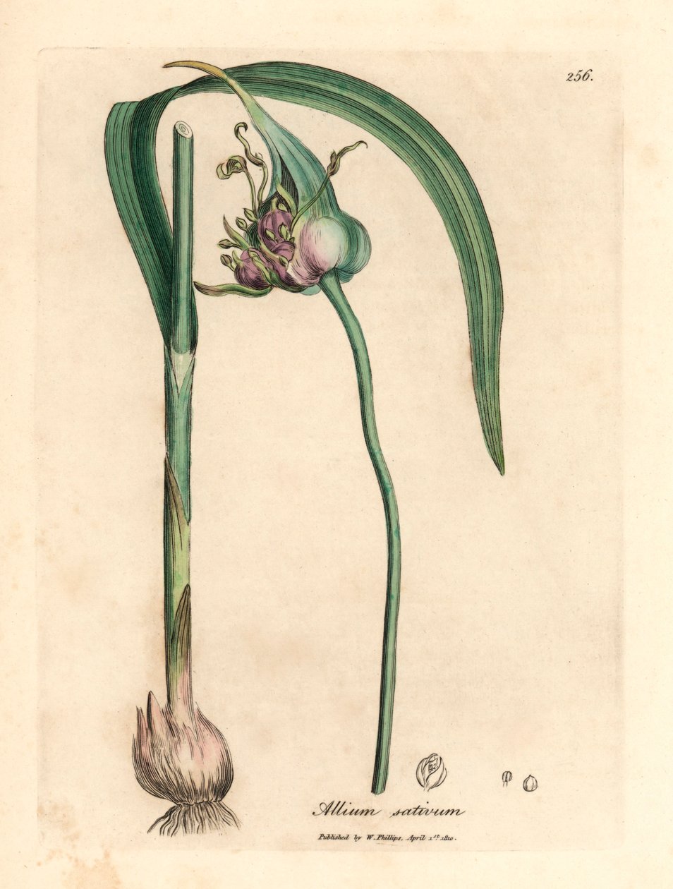 Czosnek pospolity, Allium sativum, z botanicznej ilustracji Jamesa Sowerby