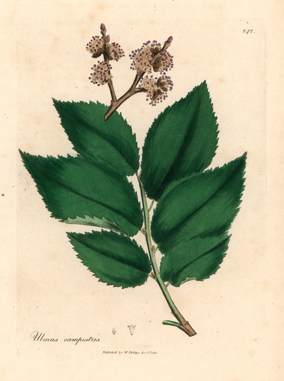 Wiąz pospolity, Ulmus campestris, z botanicznej ilustracji Jamesa Sowerby