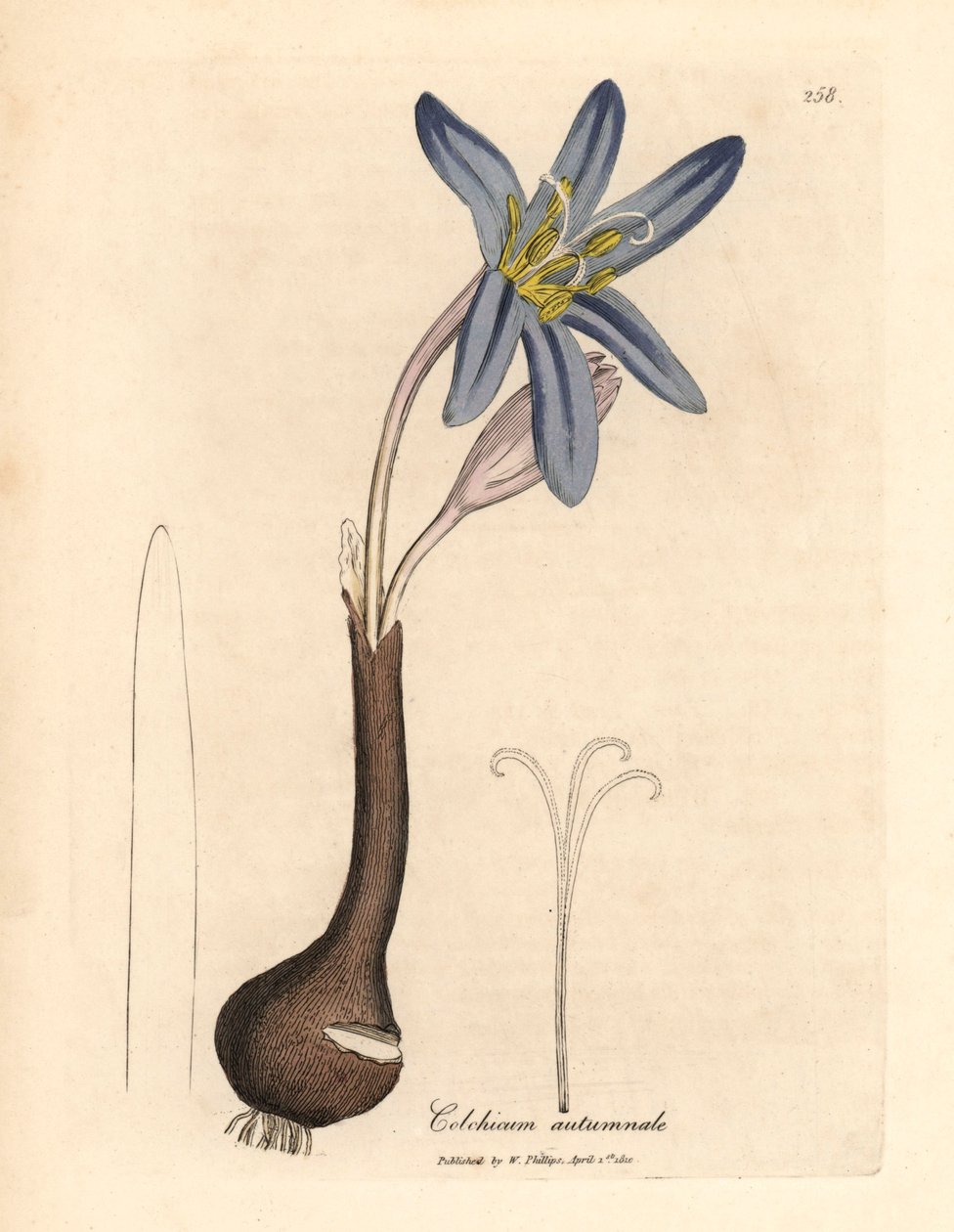 Szafran łąkowy, Colchicum autumnale, z botanicznej ilustracji Jamesa Sowerby