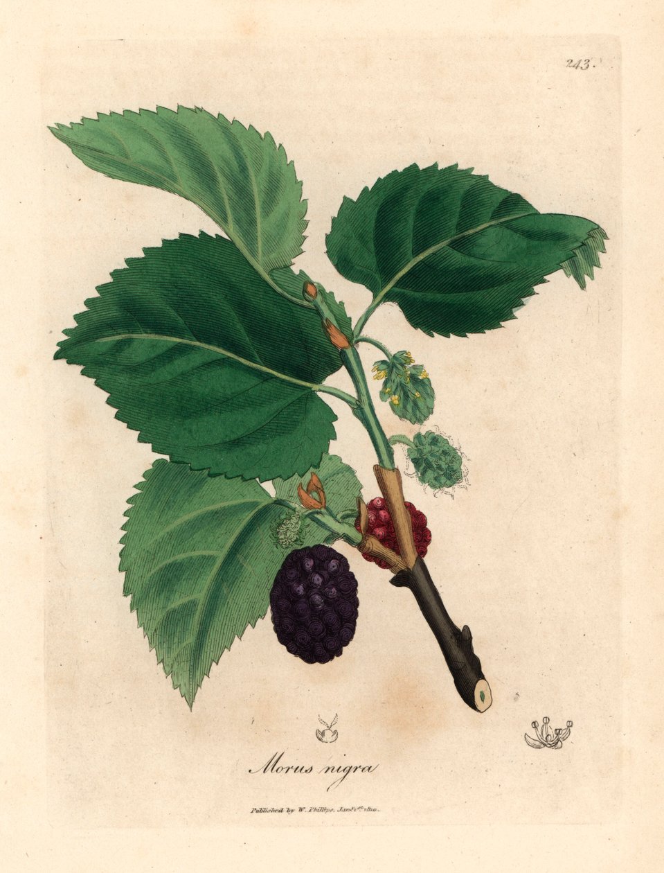 Morwa zwyczajna, Morus nigra, z ilustracji botanicznej autorstwa Jamesa Sowerby
