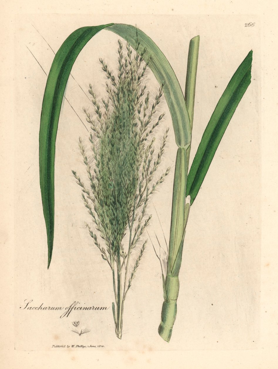 Trzcina cukrowa zwyczajna, Saccharum officinarum, z ilustracji botanicznej autorstwa Jamesa Sowerby