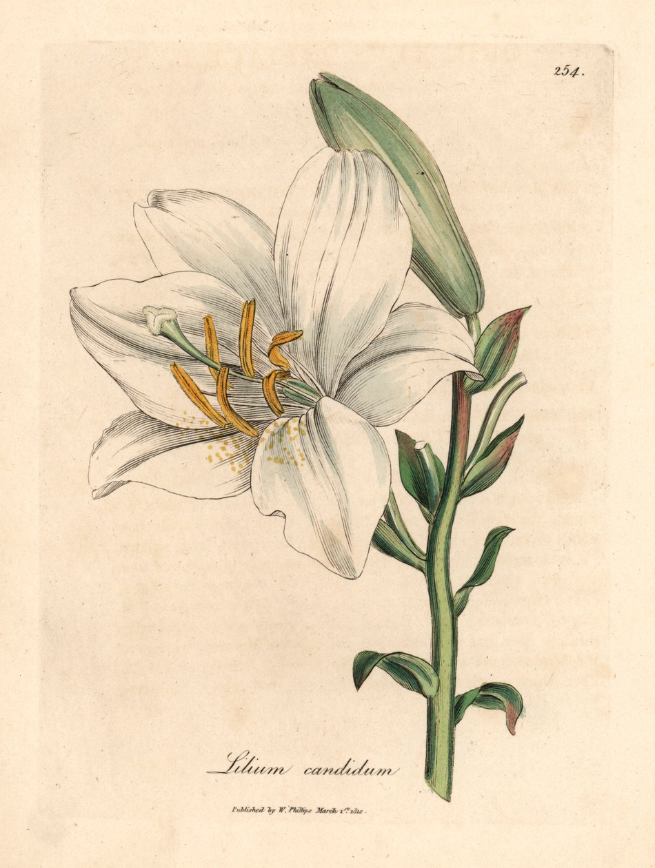 Lilia biała pospolita, Lilium candidum, z ilustracji botanicznej autorstwa Jamesa Sowerby