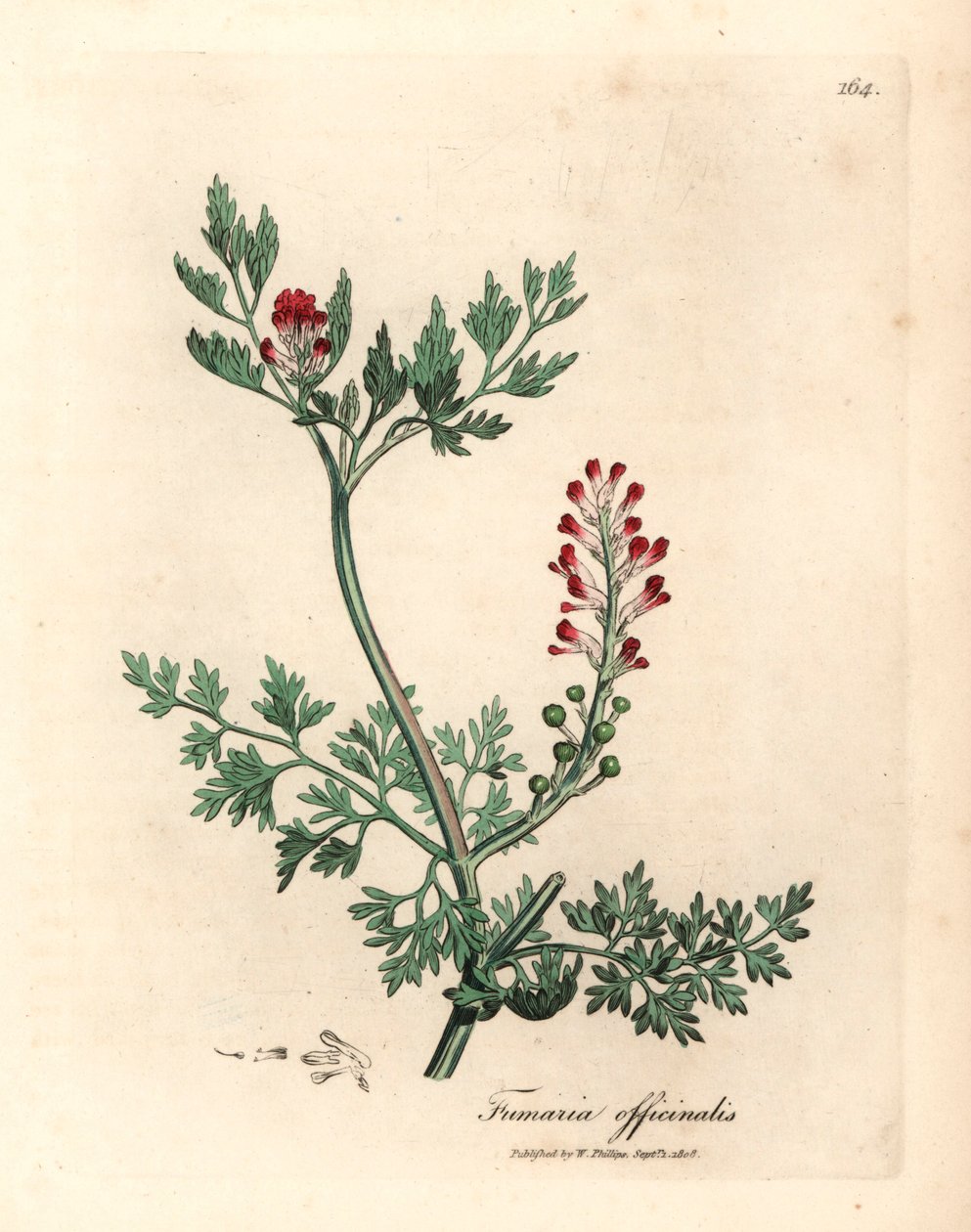 Fumitoria o szkarłatnych kwiatach, Fumaria officinalis, z botanicznej ilustracji autorstwa Jamesa Sowerby