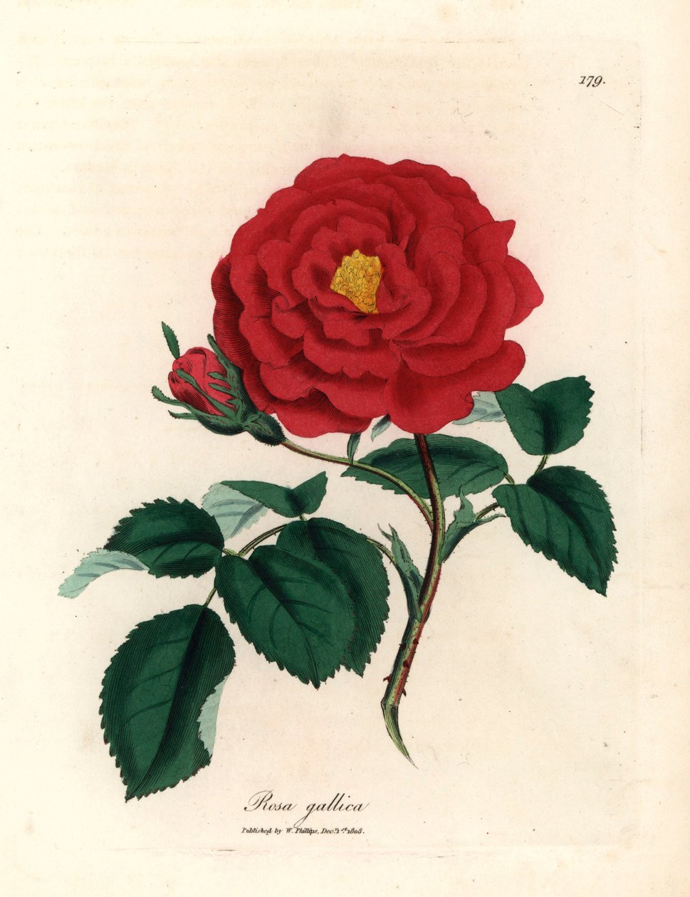 Karmazynowa róża lekarska, Rosa gallica, z ilustracji botanicznej autorstwa Jamesa Sowerby