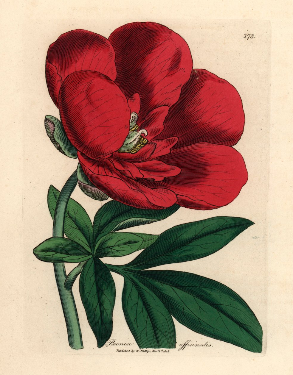Szkarłatna piwonia, Paeonia officinalis, z botanicznej ilustracji Jamesa Sowerby
