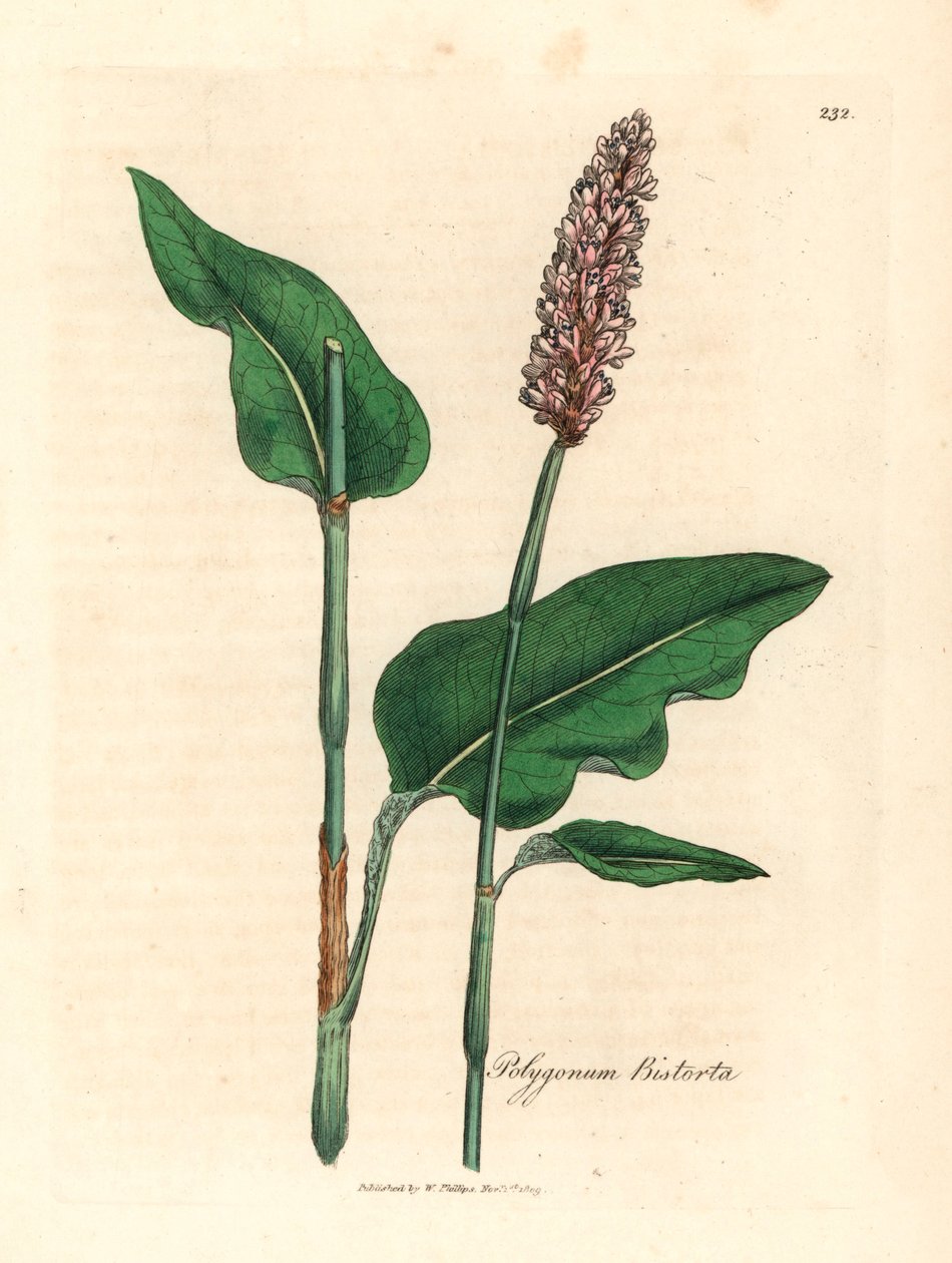 Większa bistorta, Polygonum bistorta, z botanicznej ilustracji Jamesa Sowerby
