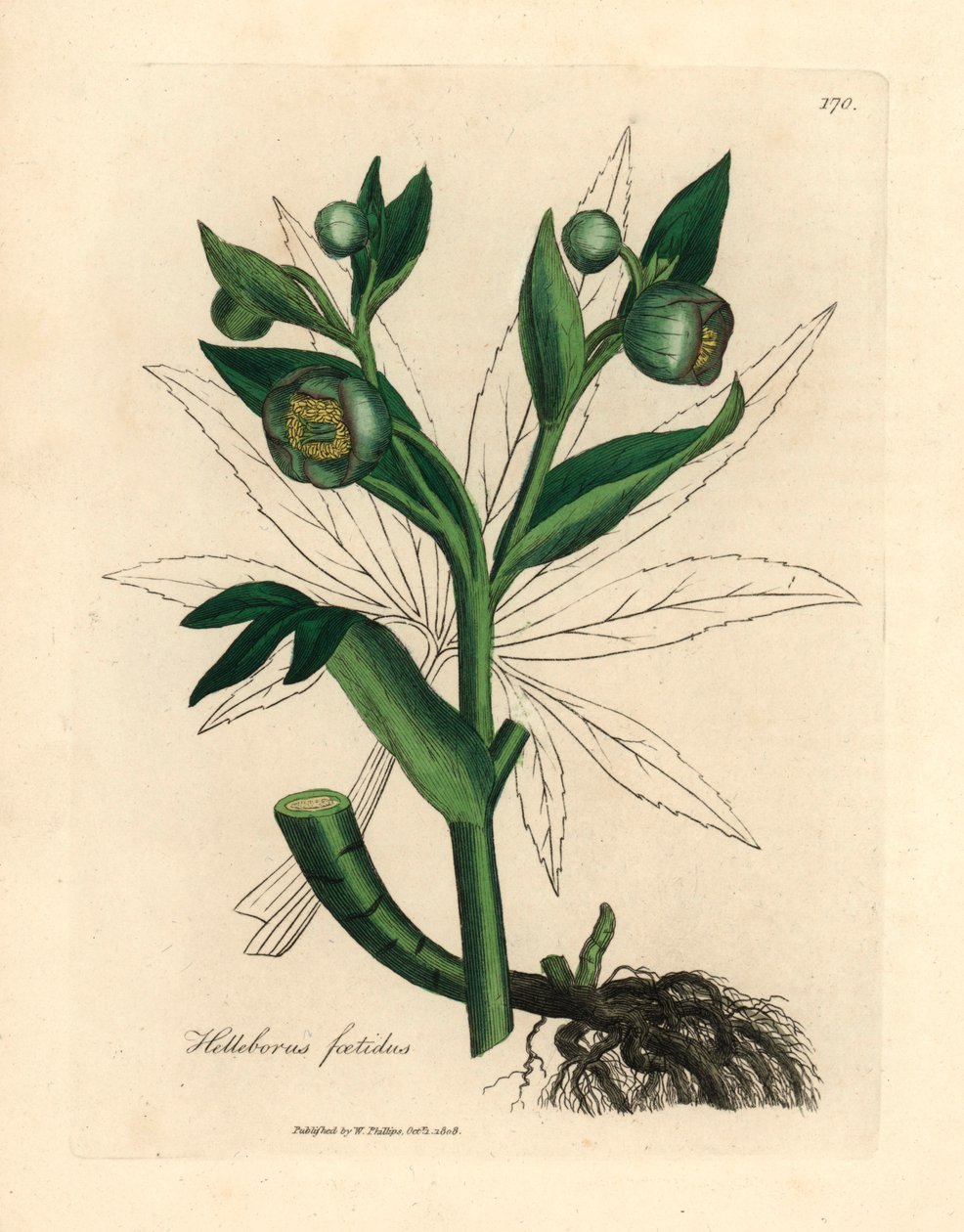 Ciemiernik cuchnący o zielonych kwiatach lub stopa niedźwiedzia, Helleborus foetidus, z botanicznej ilustracji autorstwa Jamesa Sowerby