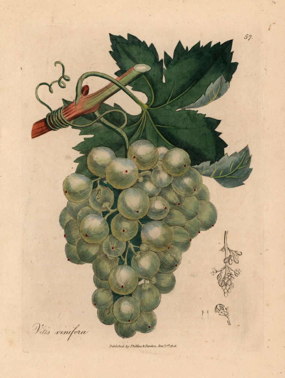 Zielone winogrona, winorośl i liście, Vitis vinifera, z botanicznej ilustracji Jamesa Sowerby