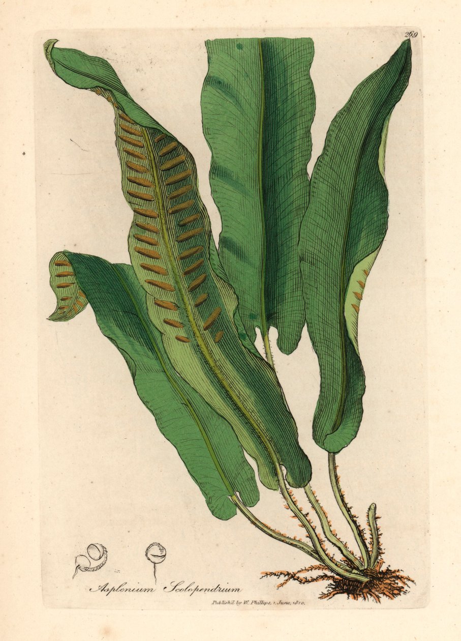 Paproć jęzorowata, Asplenium scolopendrium, z botanicznej ilustracji Jamesa Sowerby