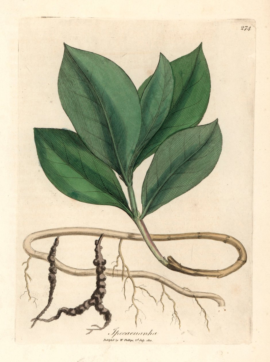 Ipecacuan, Ipecacuanha, z ilustracji botanicznej autorstwa Jamesa Sowerby z William Woodville i Sir William Jackson Hooker