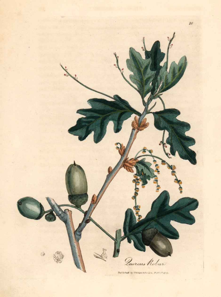 Liście i żołędzie dębu szypułkowego, Quercus robur, z botanicznej ilustracji autorstwa Jamesa Sowerby