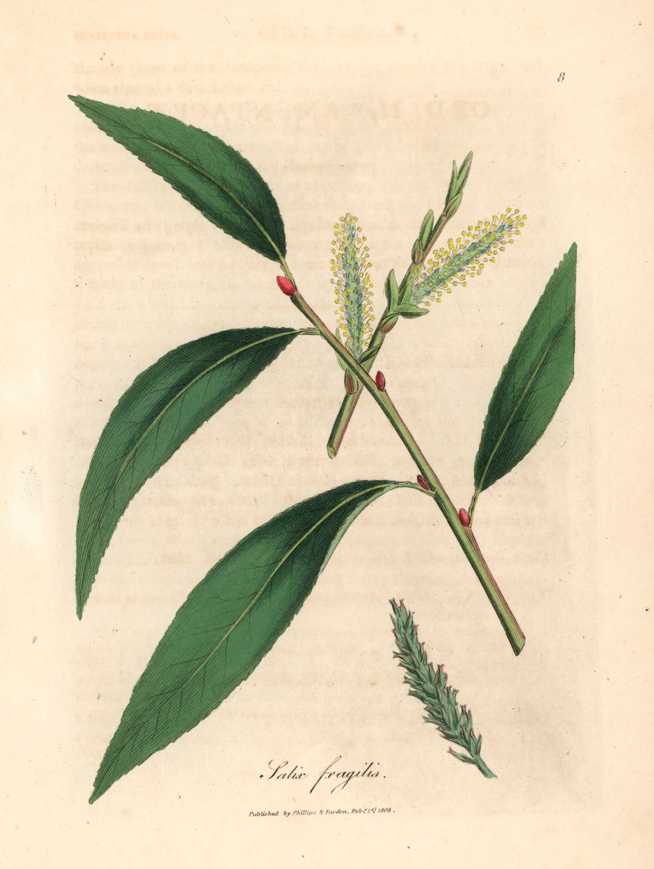 Liście i bazie wierzby pękającej, Salix fragilis, z botanicznej ilustracji autorstwa Jamesa Sowerby