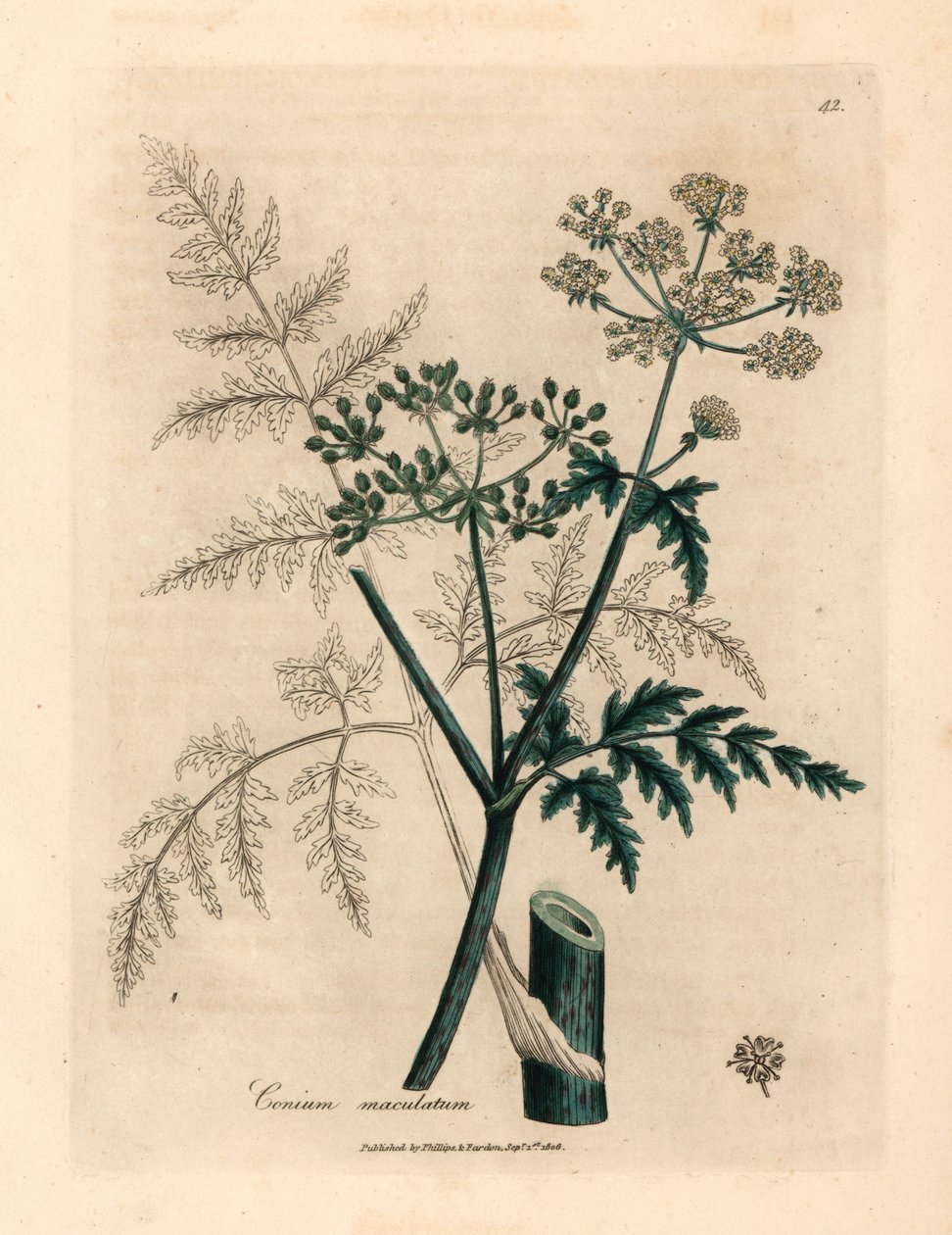 Liście i kwiaty cykuty, Conium maculatum, z botanicznej ilustracji Jamesa Sowerby z William Woodville i Sir William Jackson Hooker