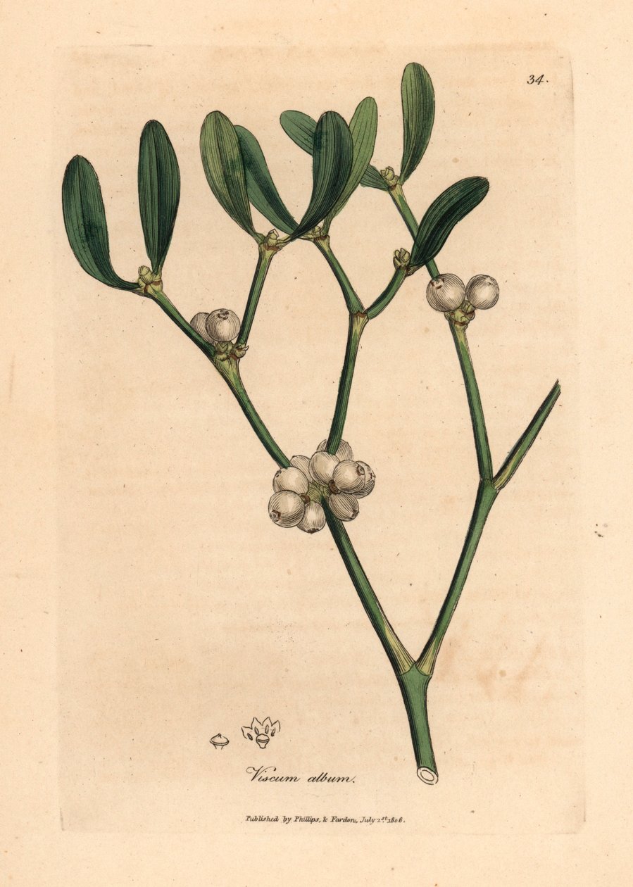 Liście i białe jagody jemioły, album Viscum, z botanicznej ilustracji Jamesa Sowerby
