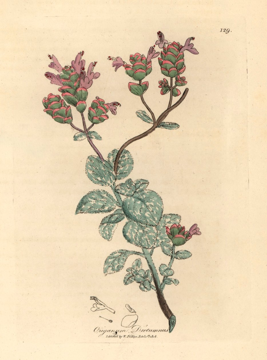 Liliowo-kwiatowa dytania z Krety, Origanum dictamnus, z botanicznej ilustracji autorstwa Jamesa Sowerby