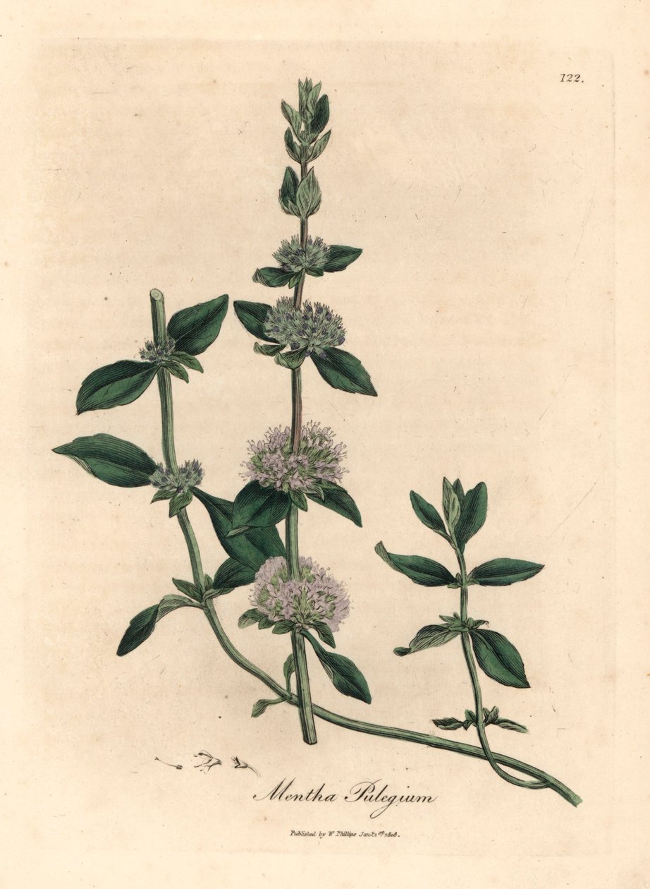 Mentha pulegium o kwiatach bzu, Mentha pulegium, z botanicznej ilustracji autorstwa Jamesa Sowerby