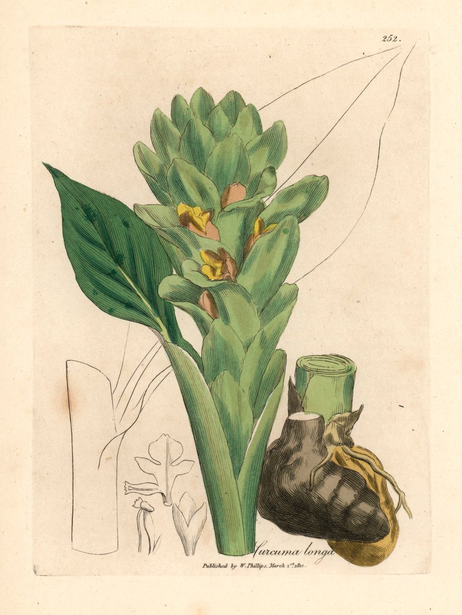Kurkuma o długich korzeniach, Curcuma longa, z botanicznej ilustracji autorstwa Jamesa Sowerby
