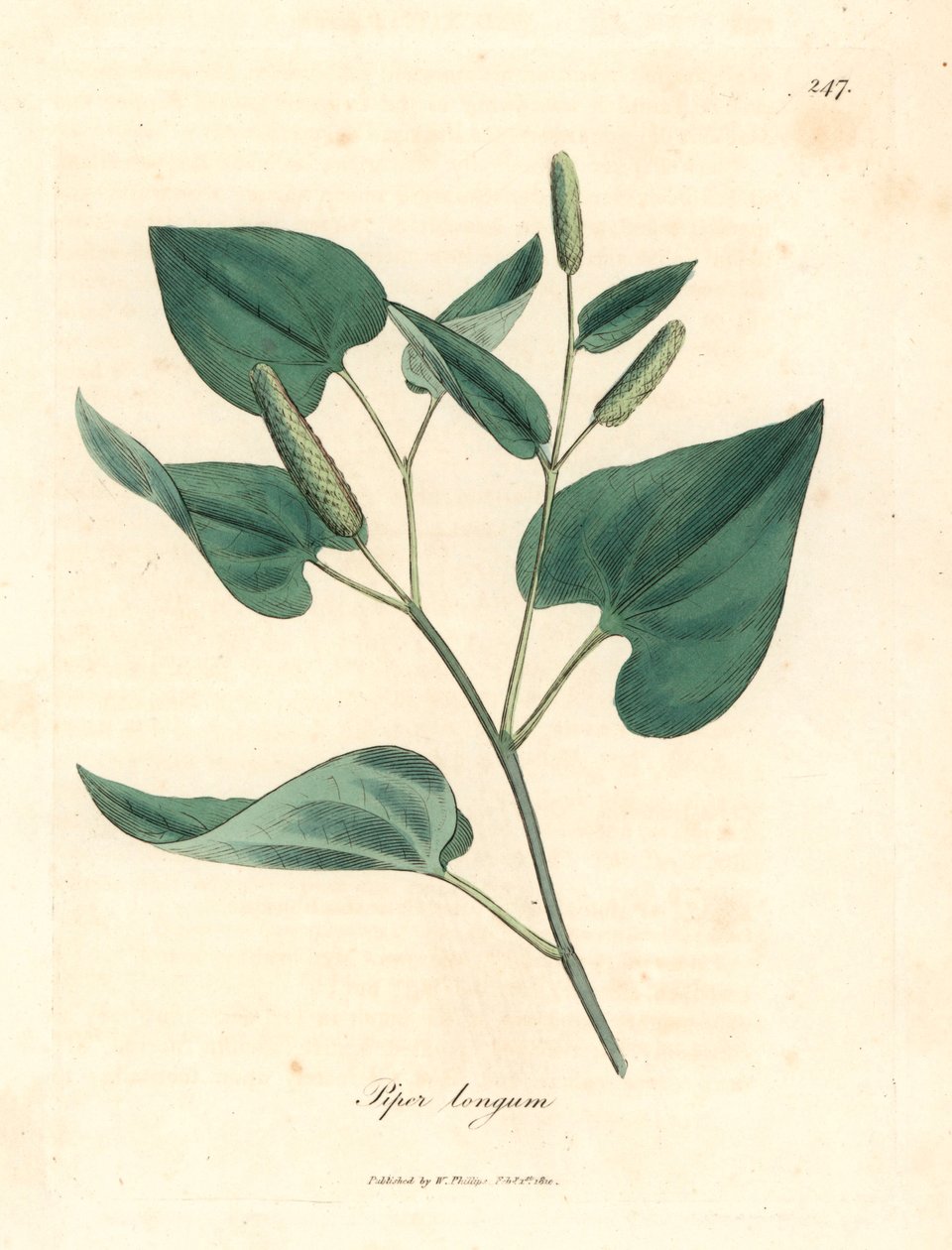 Pieprz długi, Piper longum, z botanicznej ilustracji Jamesa Sowerby