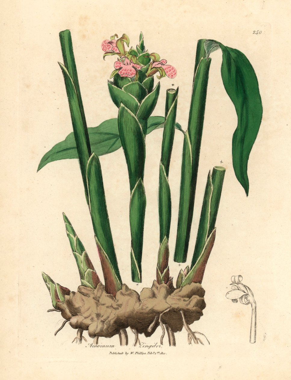 Imbir wąskolistny, Zingiber officinale , z botanicznej ilustracji Jamesa Sowerby