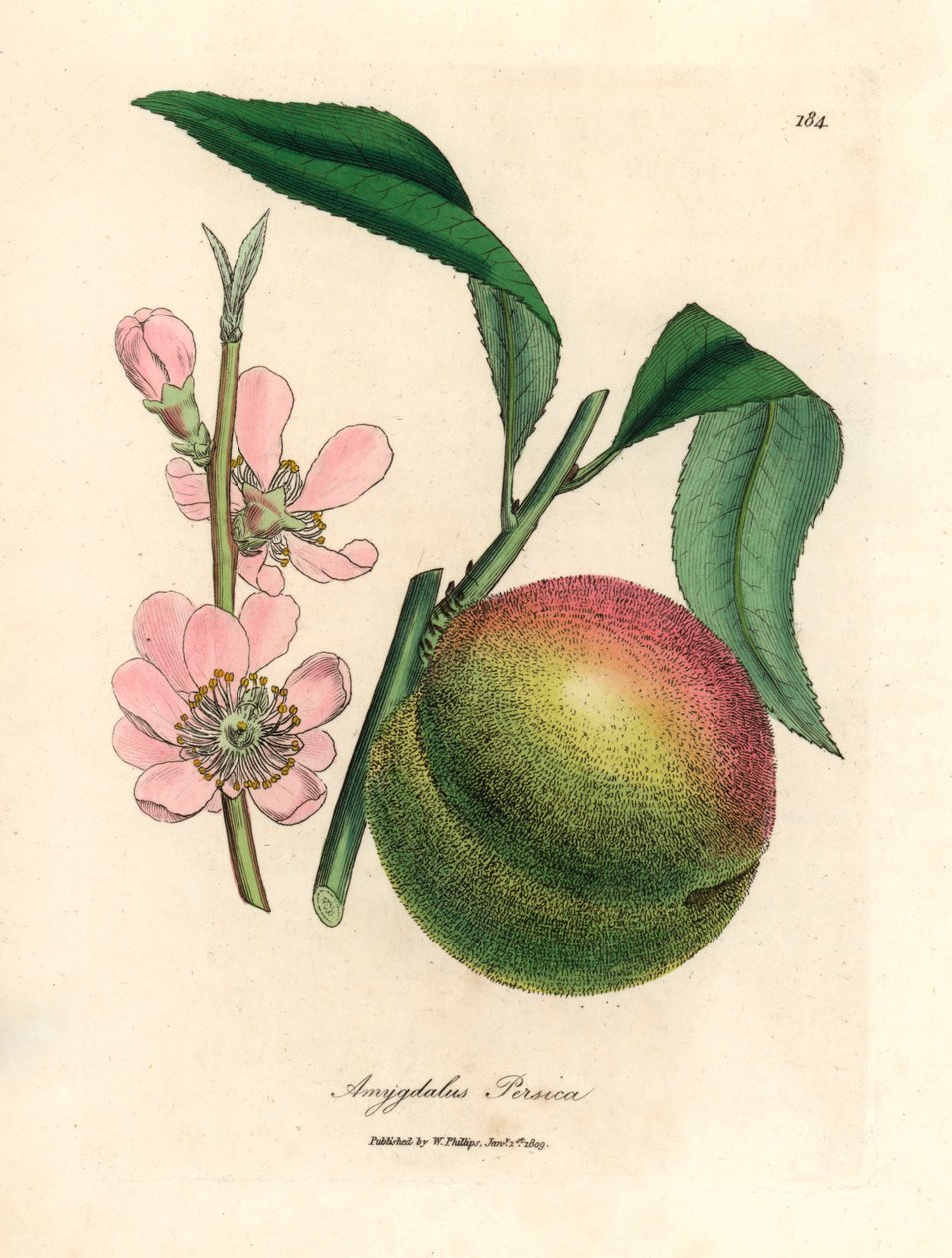 Drzewo brzoskwiniowe z dojrzałymi owocami i różowym kwiatem, Amygdalus persica, z botanicznej ilustracji Jamesa Sowerby