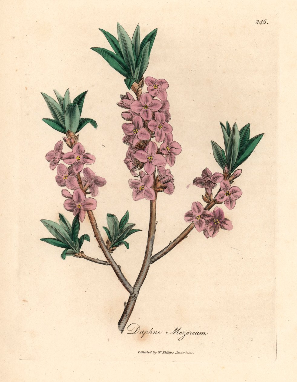 Mezereon o różowych kwiatach, Daphne mezereum, z botanicznej ilustracji Jamesa Sowerby