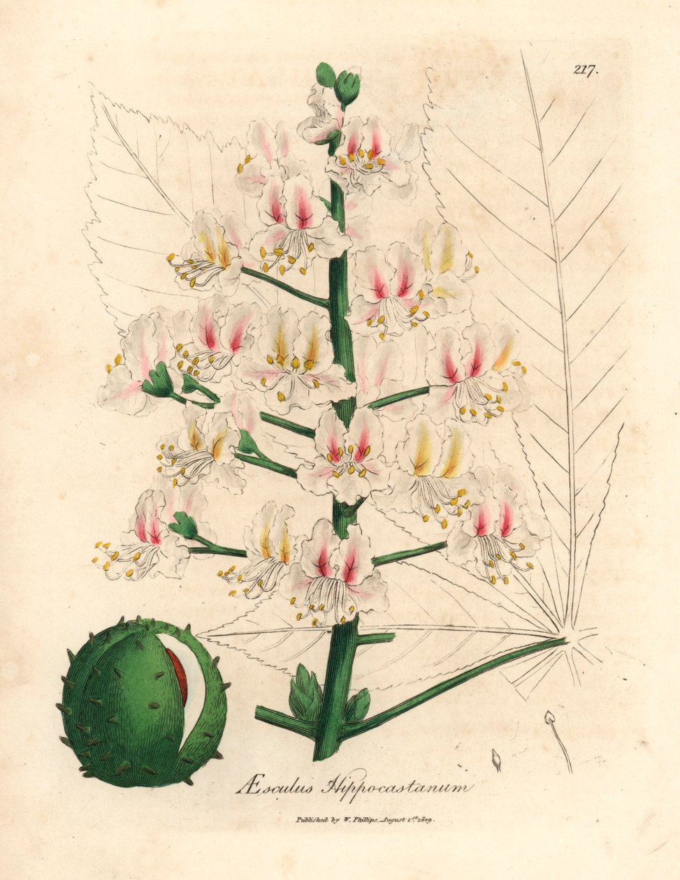 Różowy kwiat i owoc kasztanowca, Aesculus hippocastanum, z botanicznej ilustracji autorstwa Jamesa Sowerby