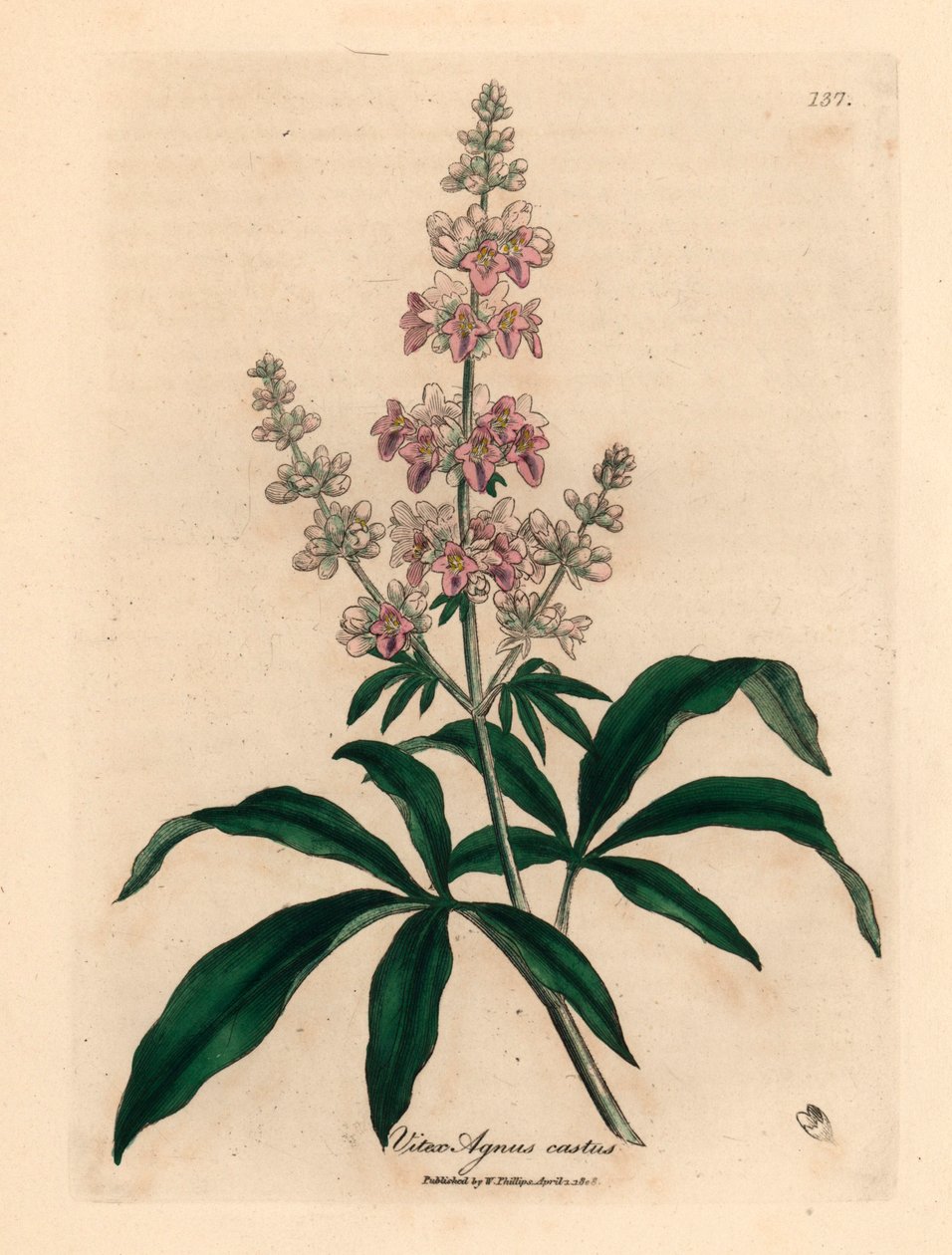 Różowokwiatowe drzewo czyste, Vitex agnus castus, z botanicznej ilustracji Jamesa Sowerby