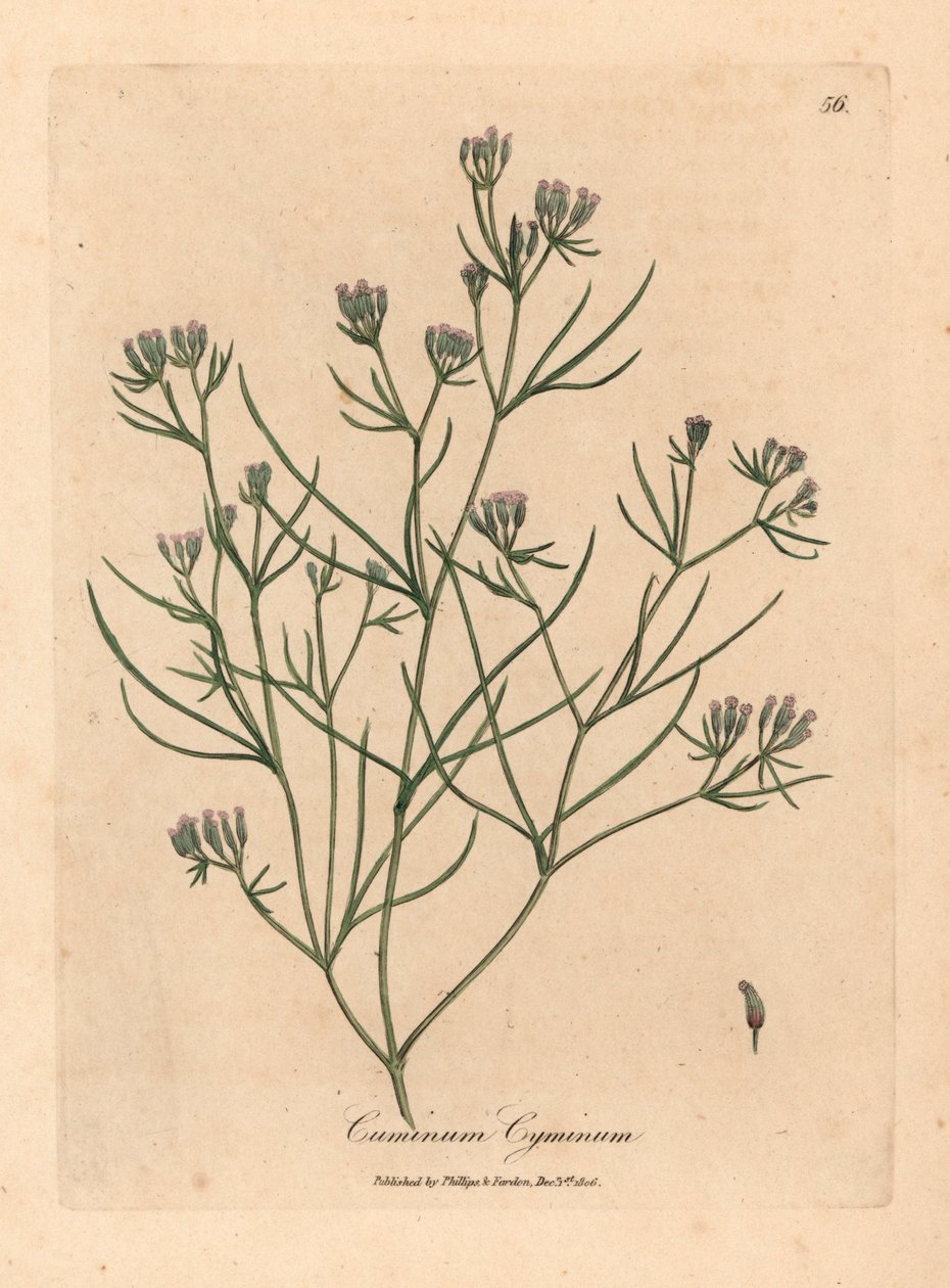 Kmin o różowych kwiatach, Cuminum cyminum, z botanicznej ilustracji Jamesa Sowerby