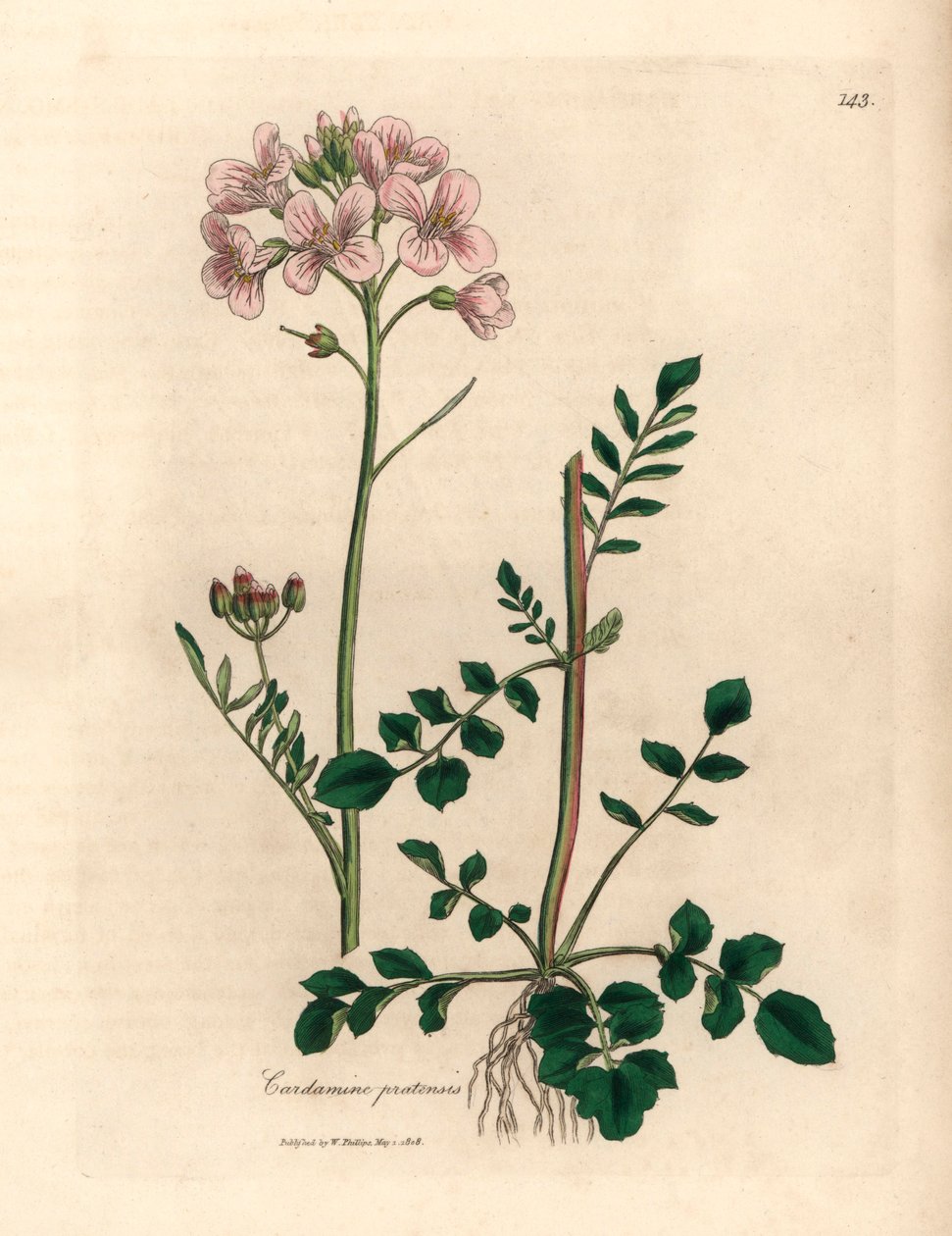 Damski kitel w różowe kwiaty lub cuckow-flower, Cardamine pratensis, z botanicznej ilustracji autorstwa Jamesa Sowerby
