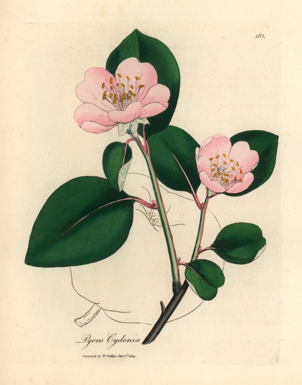 Pigwa o różowych kwiatach, Pyrus cydonia, z botanicznej ilustracji autorstwa Jamesa Sowerby