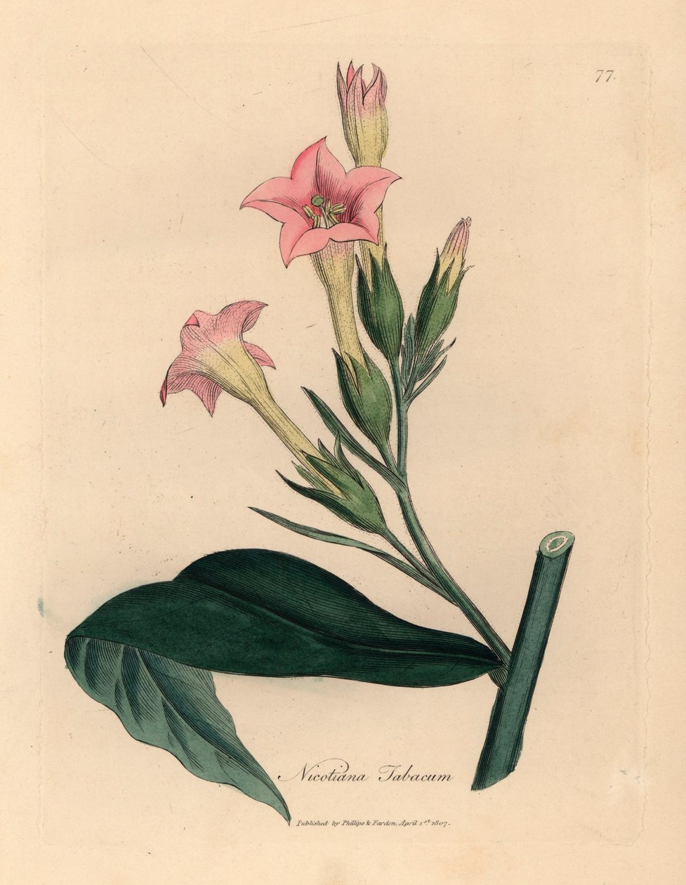 Roślina tytoniu o różowych kwiatach, Nicotiana tabacum, z botanicznej ilustracji autorstwa Jamesa Sowerby