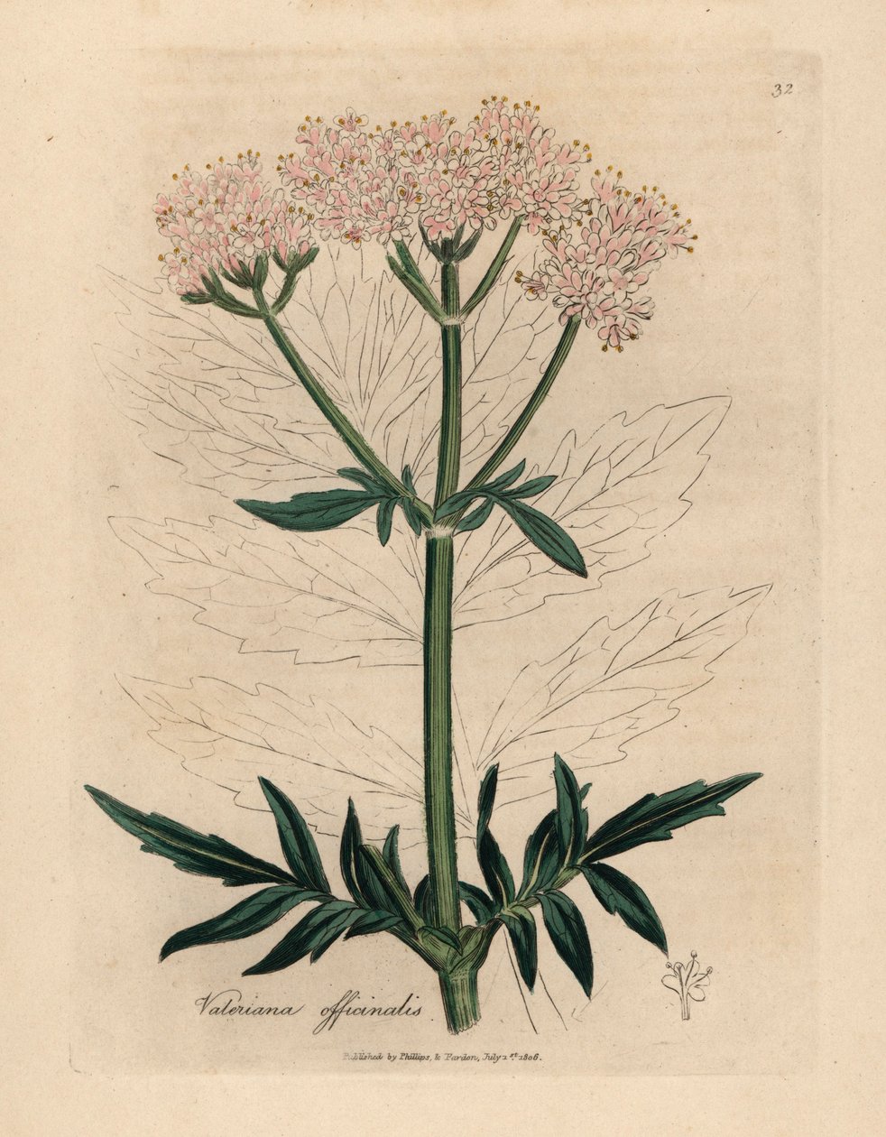 Waleriana lekarska o różowych kwiatach, Valeriana officinalis, z botanicznej ilustracji autorstwa Jamesa Sowerby