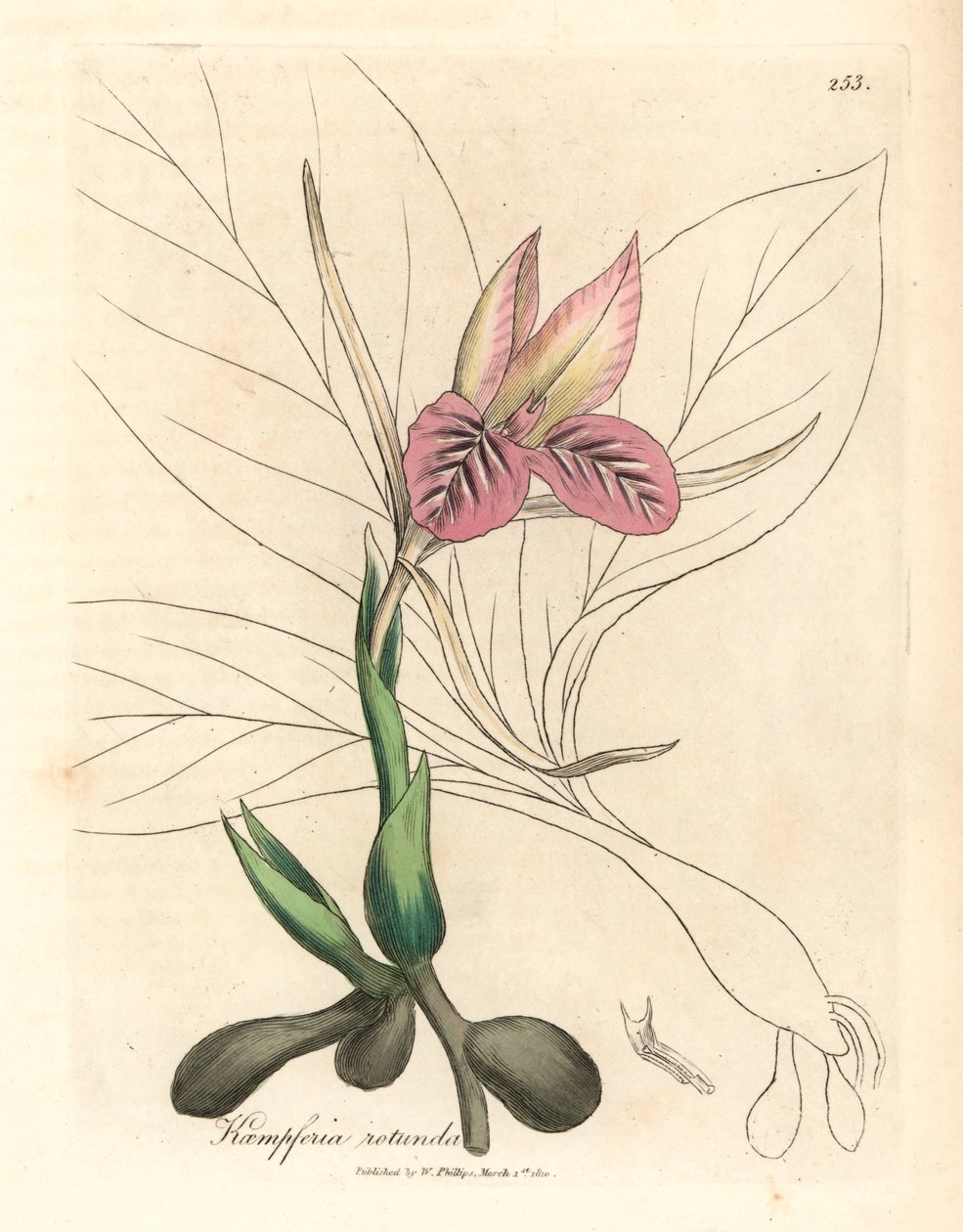 Zedoary o różowych kwiatach, Kaempferia rotunda, z botanicznej ilustracji autorstwa Jamesa Sowerby