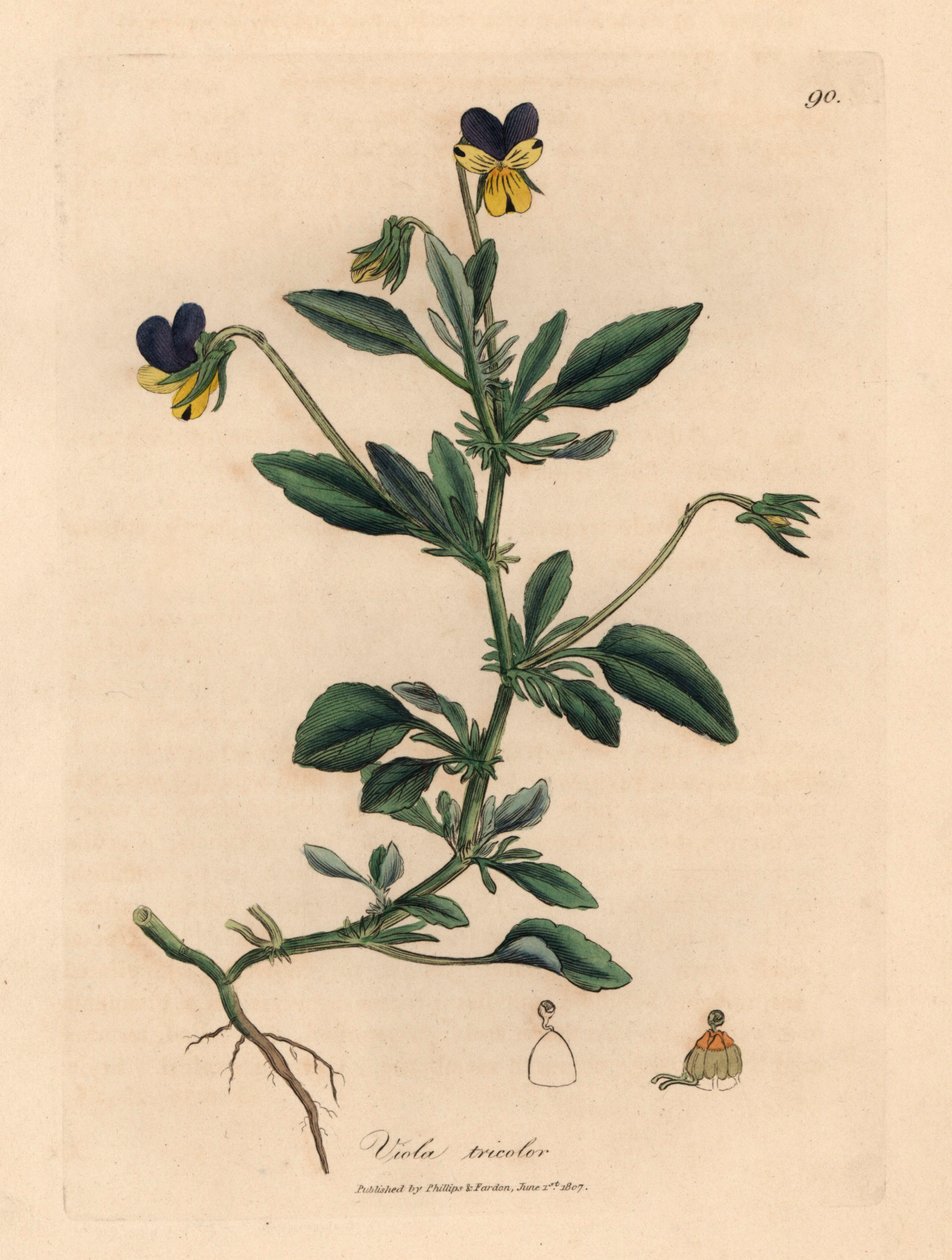 Fioletowo-żółty bratek, Viola tricolor, z botanicznej ilustracji Jamesa Sowerby